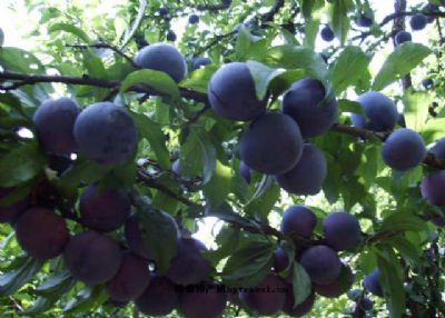 太阳成集团tyc7111cc