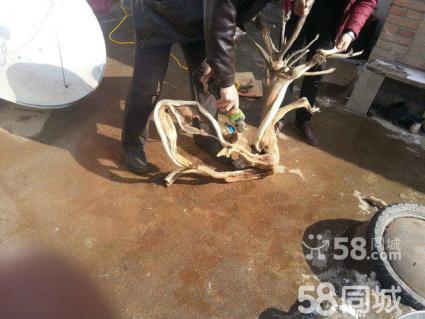 海葵可以吃吗?营养价值如何?饲养海葵的技巧有哪些?_太阳成集团tyc7111cc(图2) 太阳成集团tyc7111cc