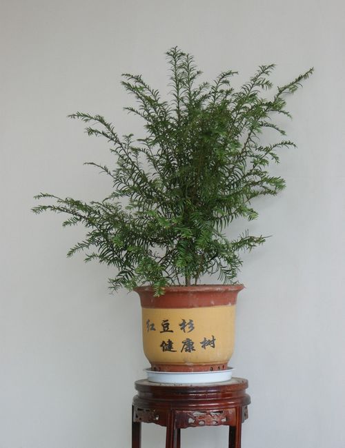 【太阳成集团tyc7111cc】毕志飞报名戛纳电影节,艺考生花34万逐梦演艺圈(图1) 太阳成集团tyc7111cc